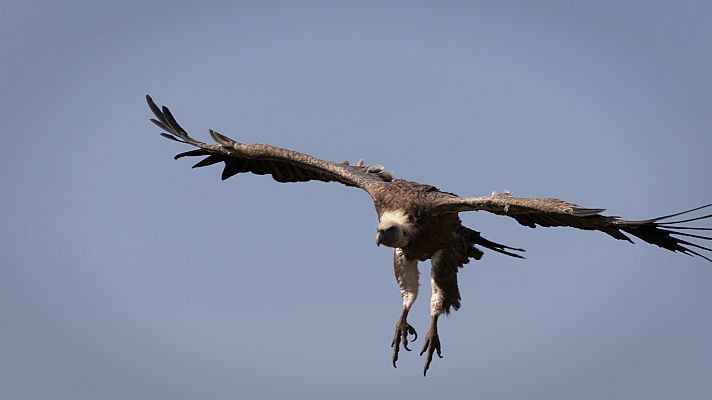 Cuaderno de campo - Buitres