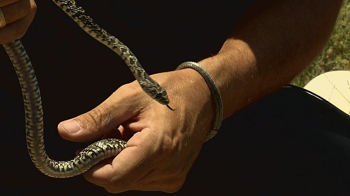 Repor - La suerte de las culebras