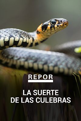 Repor - La suerte de las culebras
