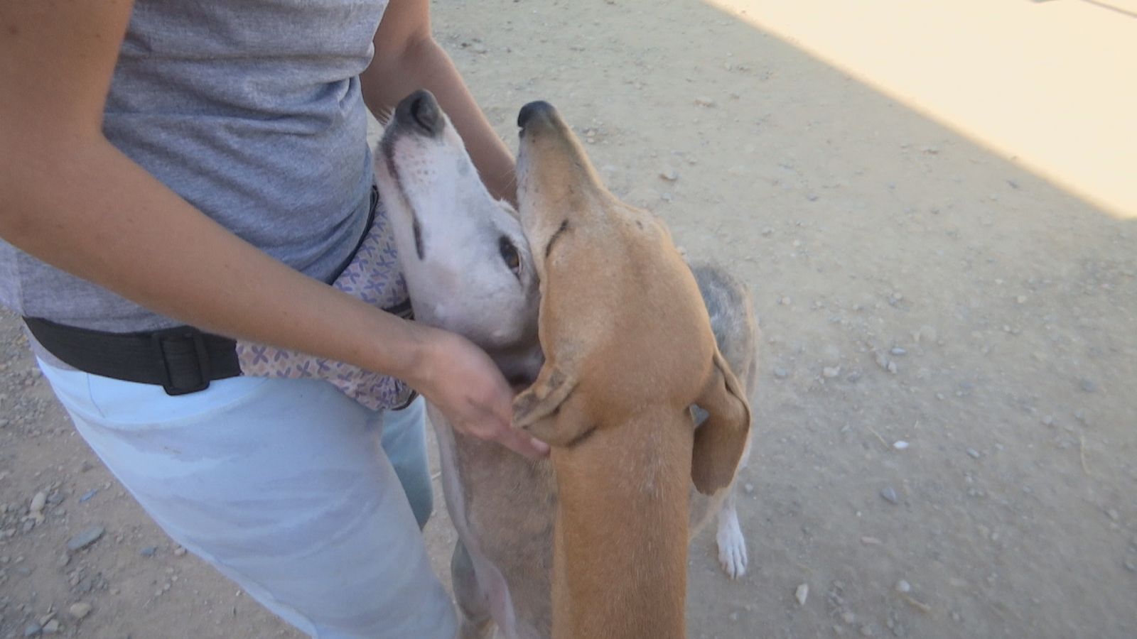 Sentencia ejemplar al maltrato animal - Ver ahora