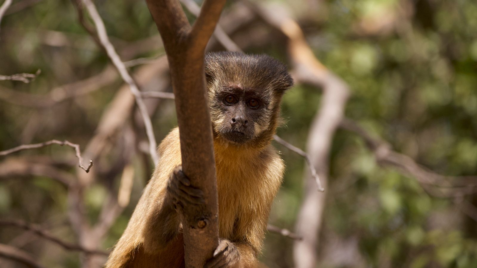 Nacido para ser salvaje - Chico, el bebé capuchino - ver ahora