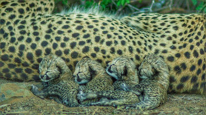 Nacido para ser salvaje - Usana, la guepardo nacida para ser salvaje