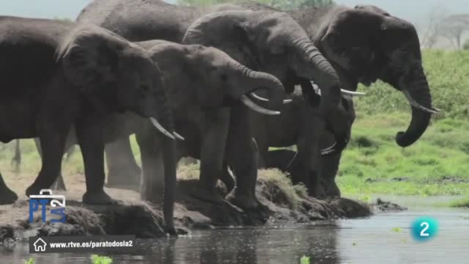 La población de elefantes en Kenia
