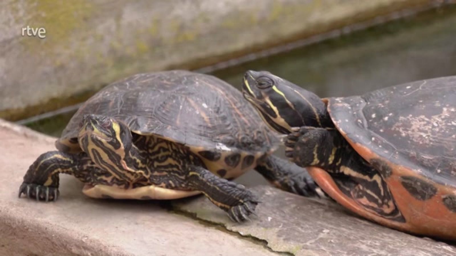 Aquí la Tierra - El trabajo de cuidado de anbifios y reptiles