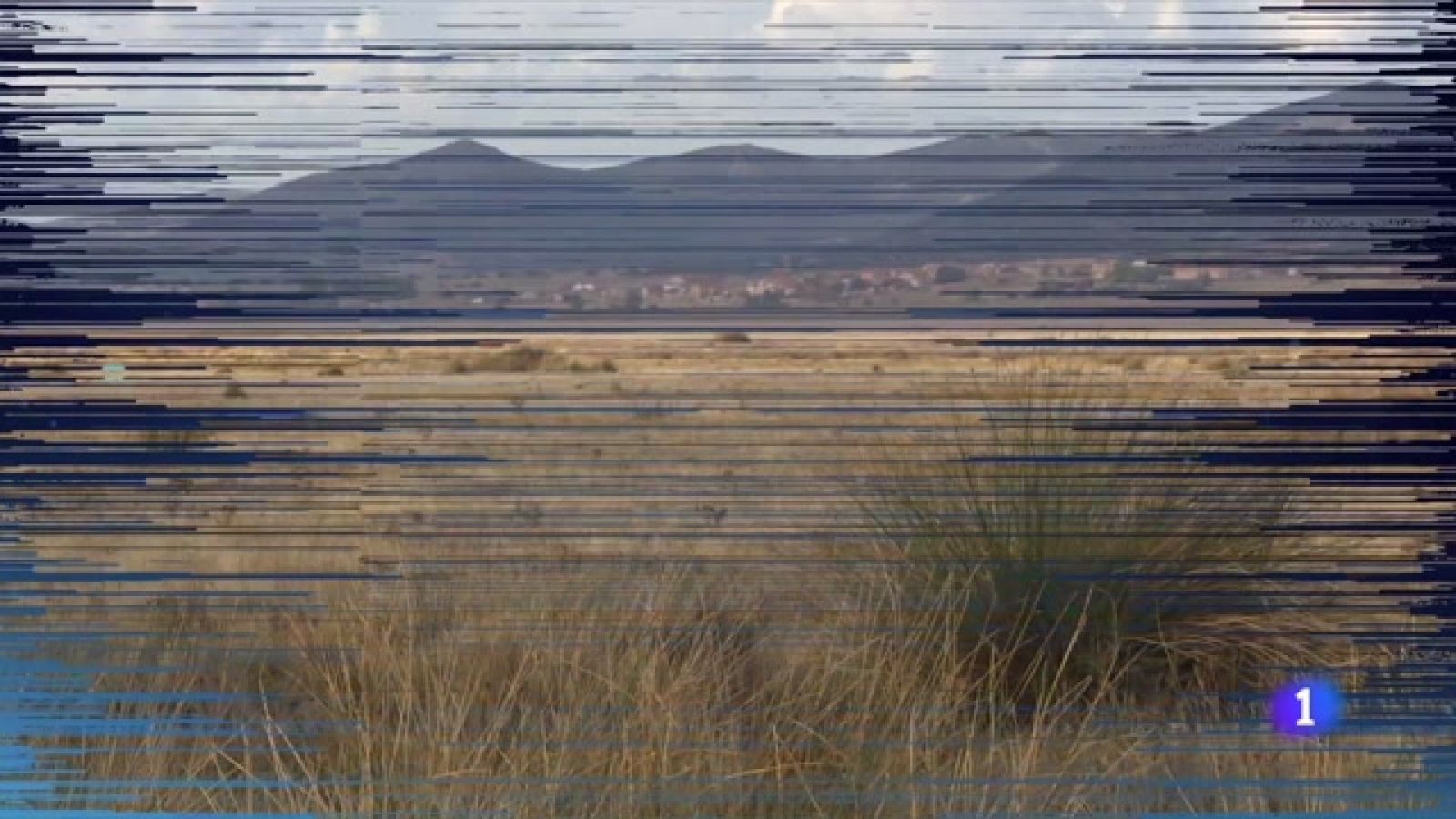 Los flamencos se quedan en Gallocanta- Ver ahora