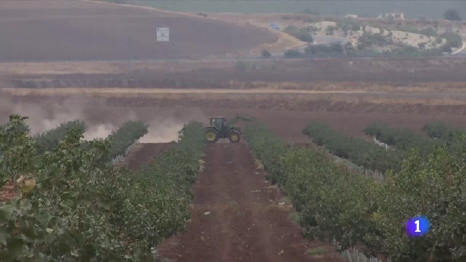 El cultivo de pistacho, al alza en España- Ver ahora
