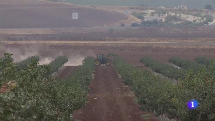Telediario 1 - El cultivo de pistacho, al alza en España