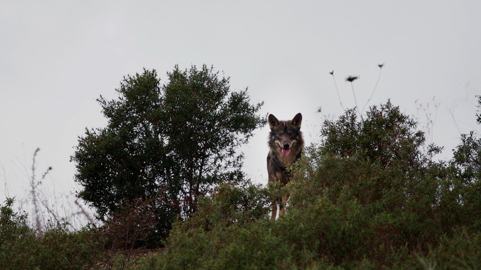 Cuaderno de campo - Lobo - ver ahora