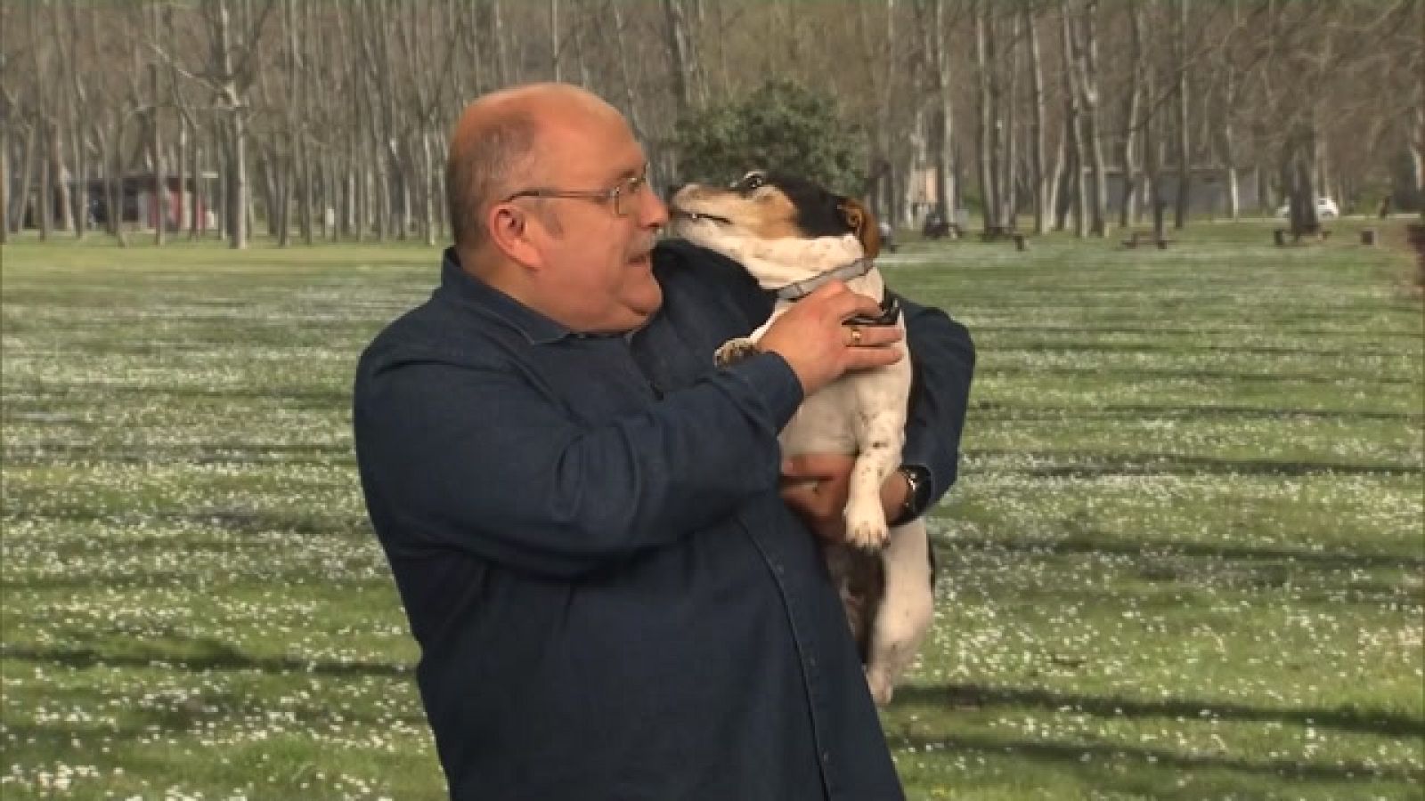 Calidoscopi - Gossos