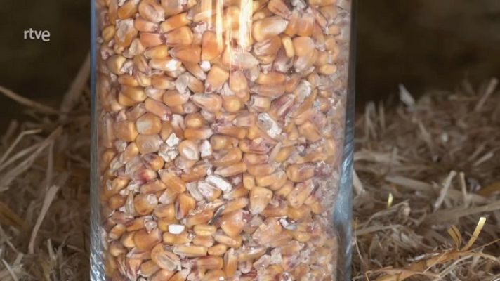 Aquí la Tierra - Qué comen las ovejas para dar tan buenos quesos