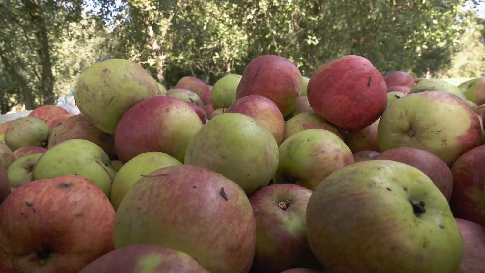 Aquí la Tierra - 18/10/22 - ver ahora