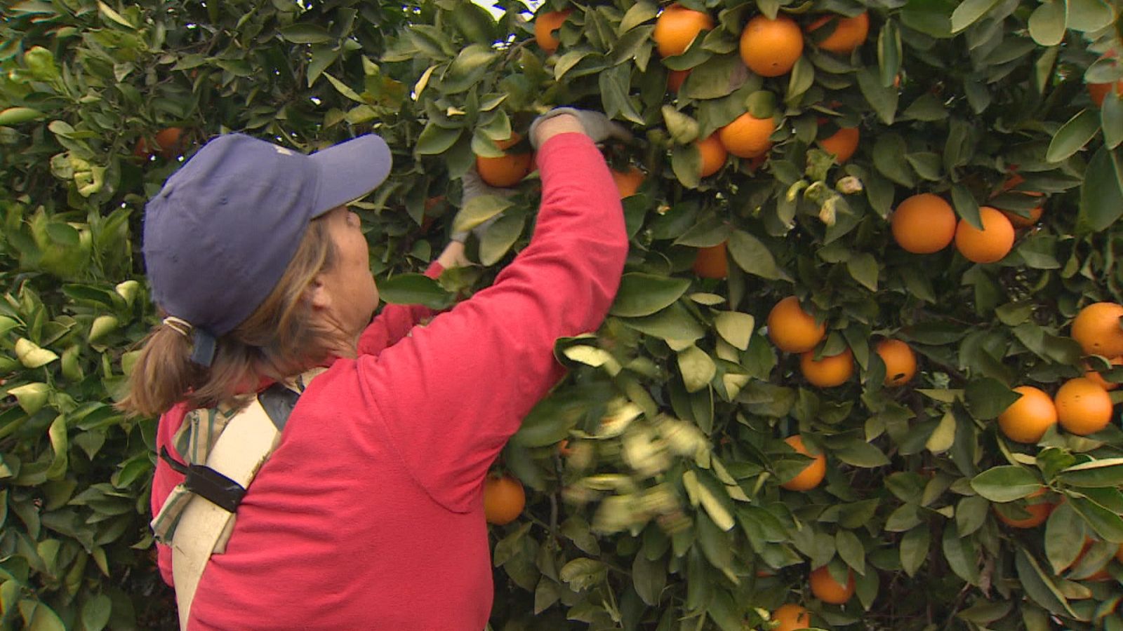 Diez peonadas para el paro agrario - Ver ahora