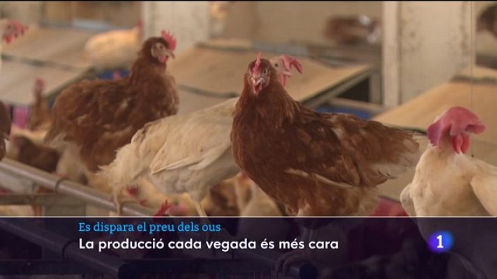 Informatiu Balear - Informatiu Balear 1 - 19/10/22