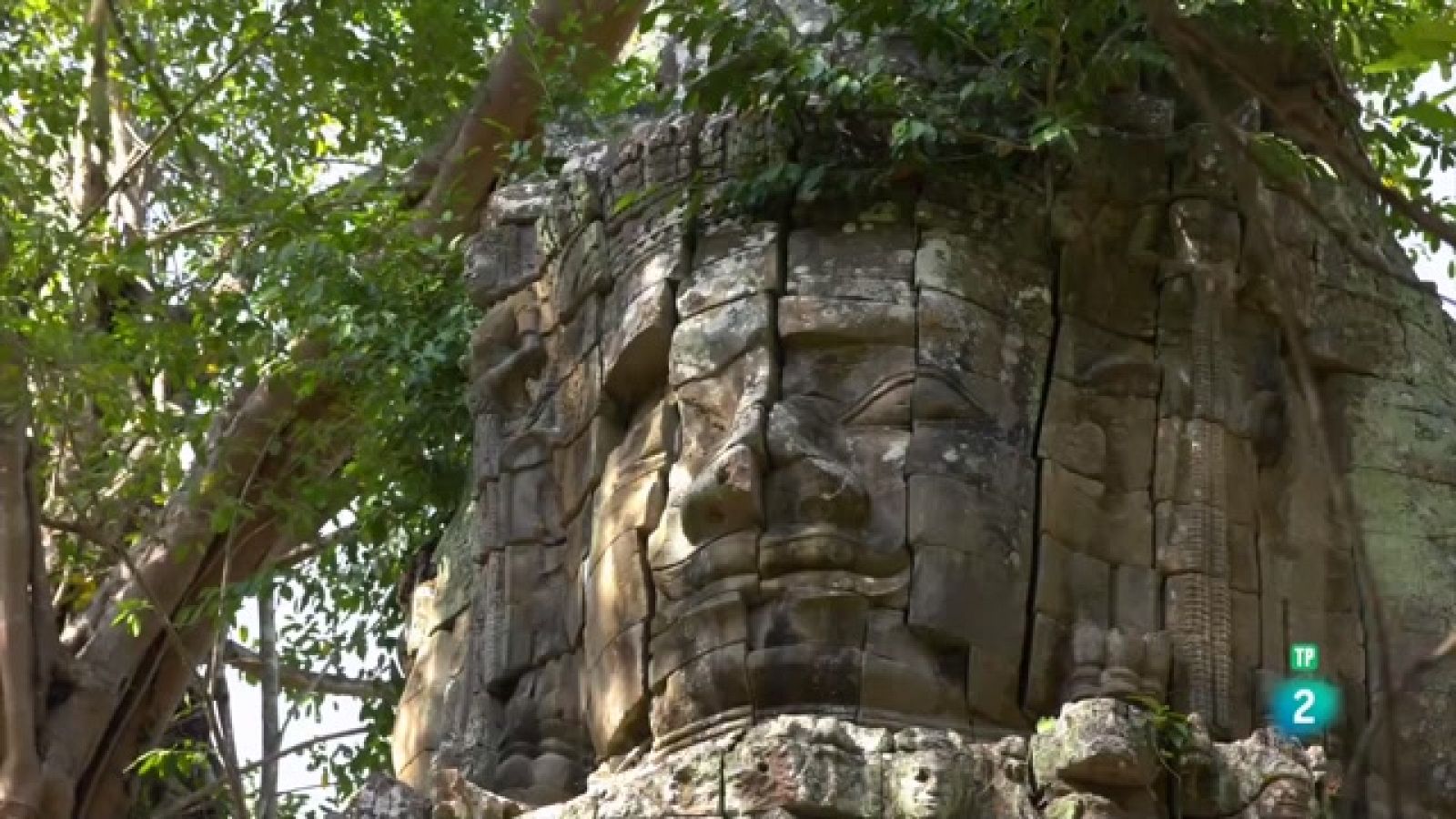 Som Documentals - Fauna verda - Episodi 1: Reproducció - Veure ara