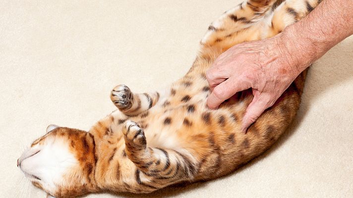 Mapi - ¿Por qué no podemos hacernos cosquillas a nosotros mismos?