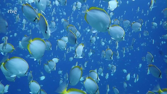 Objetivo Planeta - Reparar el daño humano al planeta