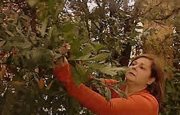 España Directo - Cocinamos con Mamen