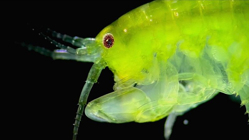 Cámara abierta -  La Guía para sobrevivir en el espacio, WhatAboutBunny en TikTok y el ilusionista Borja Montón - ver ahora