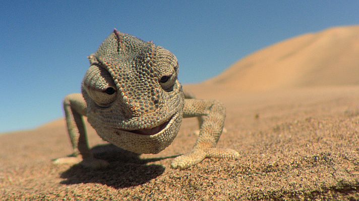 Animales imposibles - Los desiertos