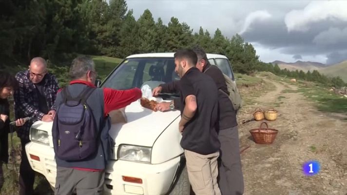 L'Informatiu - Els codis secrets del bon boletaire