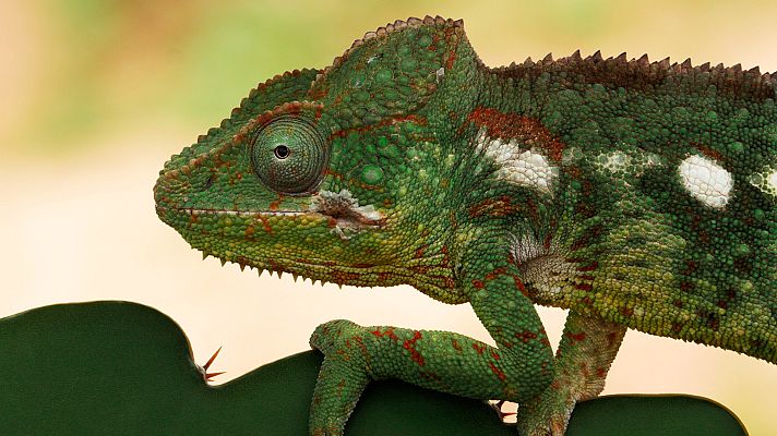 Cuaderno de campo - Camaleón