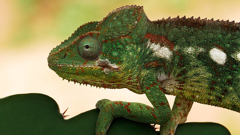 Cuaderno de campo - Camaleón - ver ahora