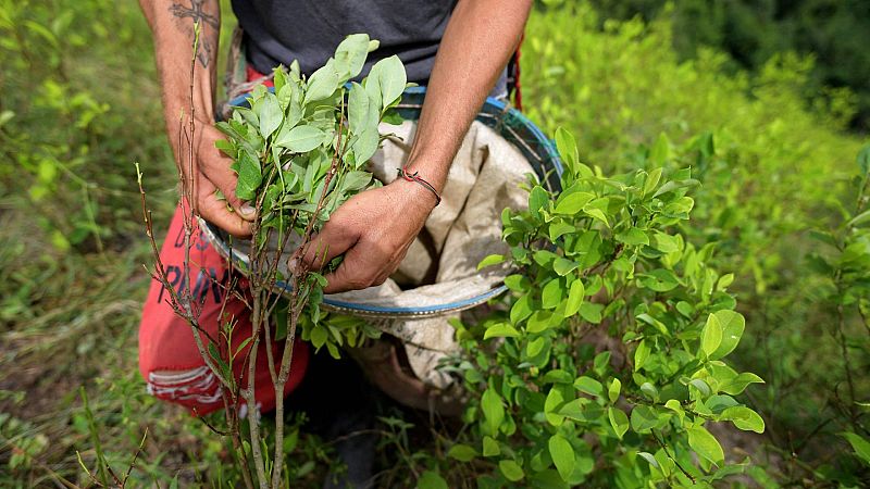 Las plantaciones de coca han aumentado un 43% en Colombia | Ver
