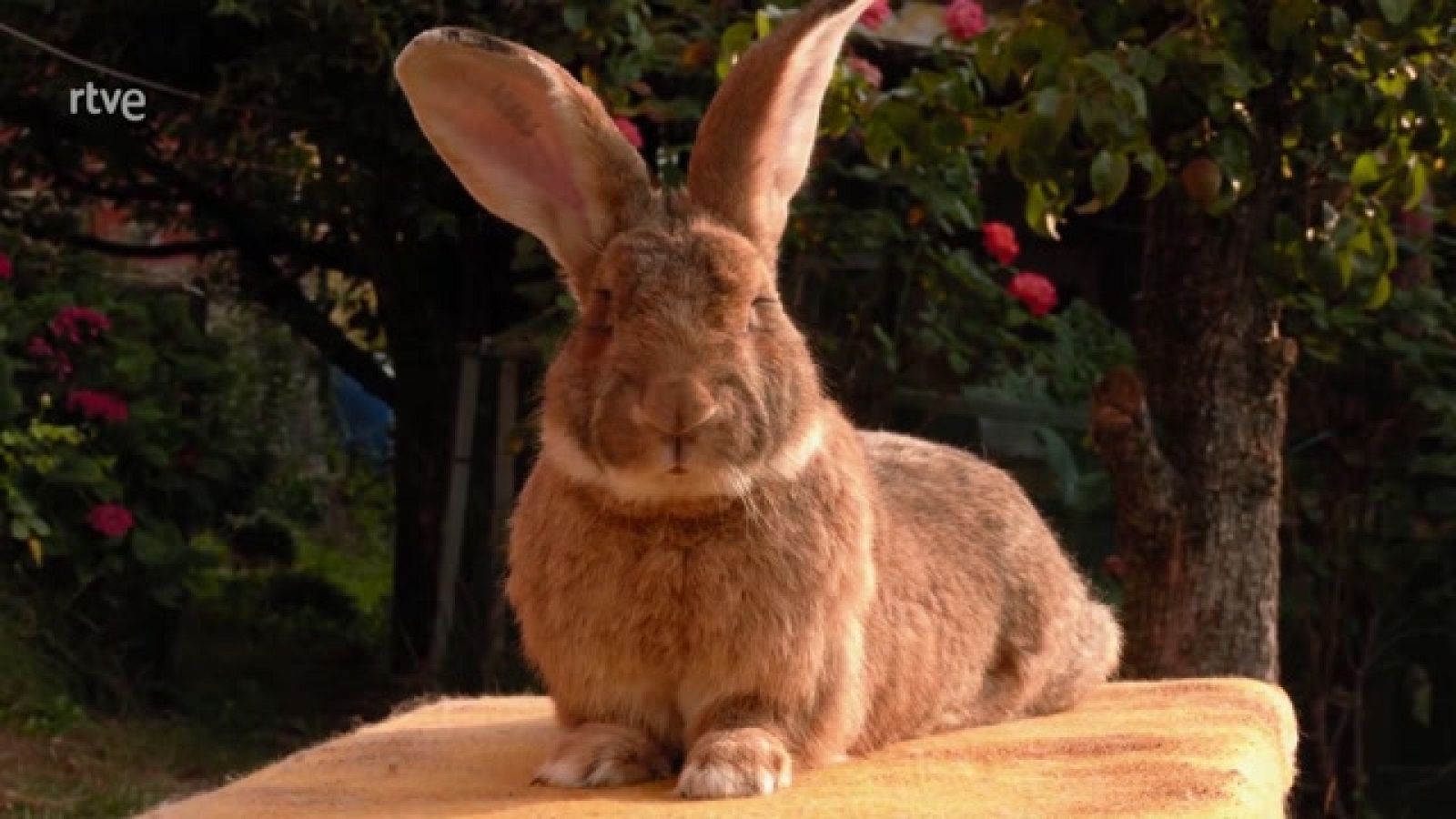 Aquí la Tierra - Así son los conejos gigantes