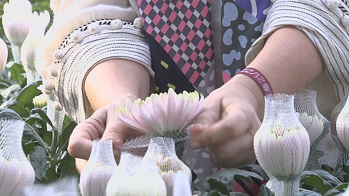 Noticias Andalucía - Campaña de Flor Cortada