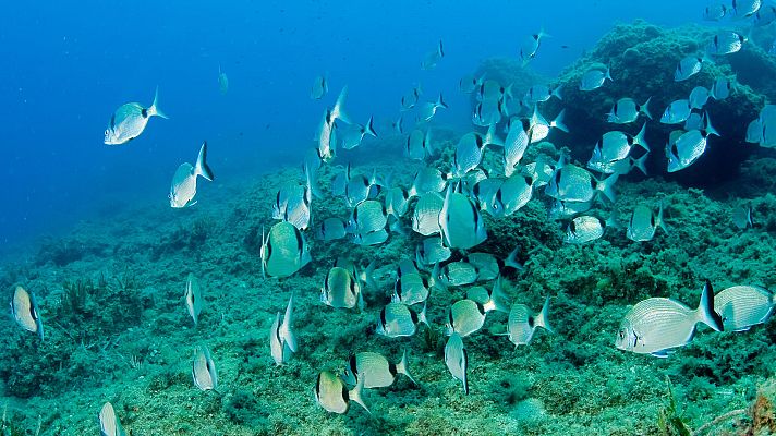 El escarabajo verde - La eterna reserva, avance