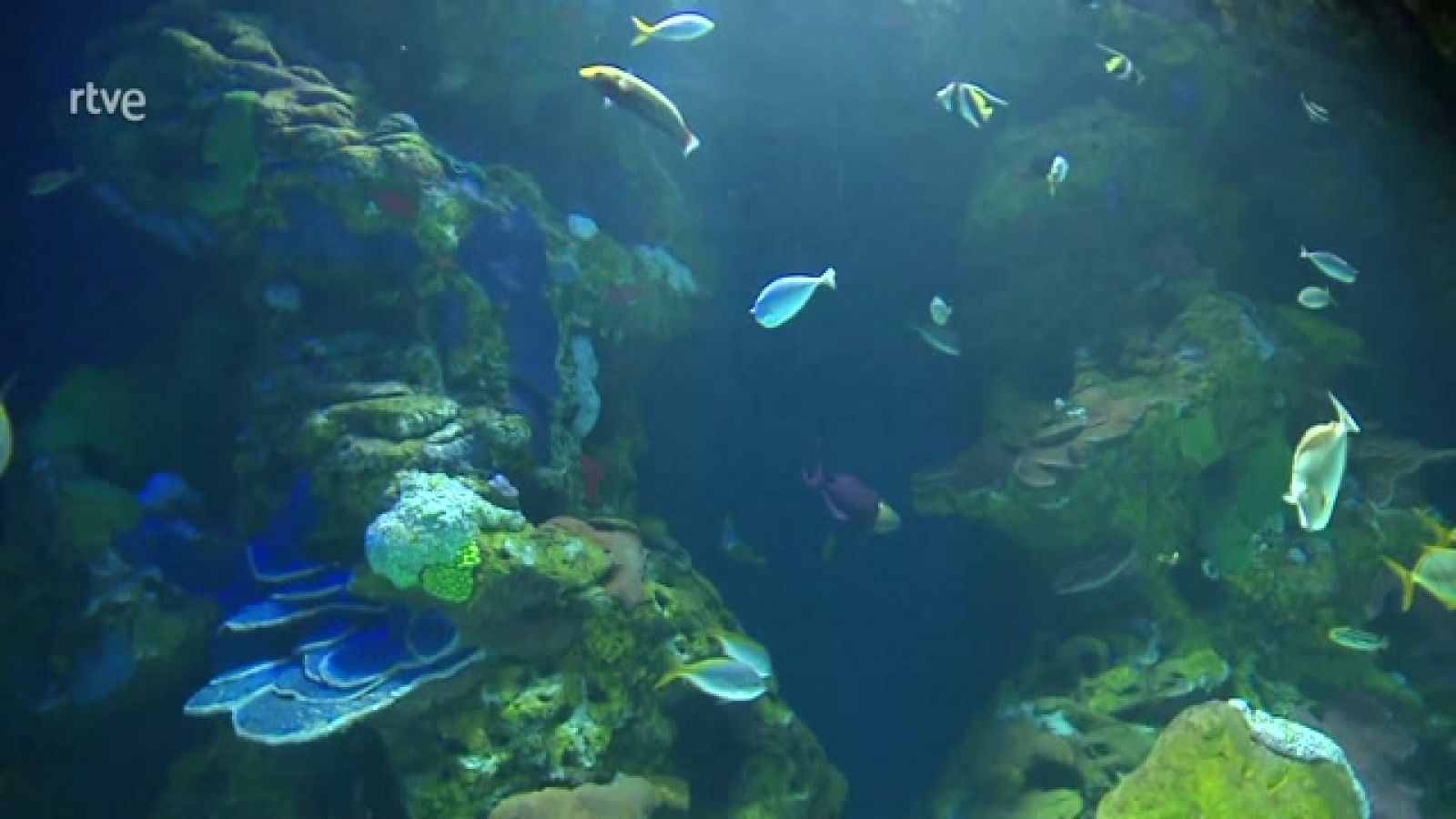 Aquarium San Sebastian