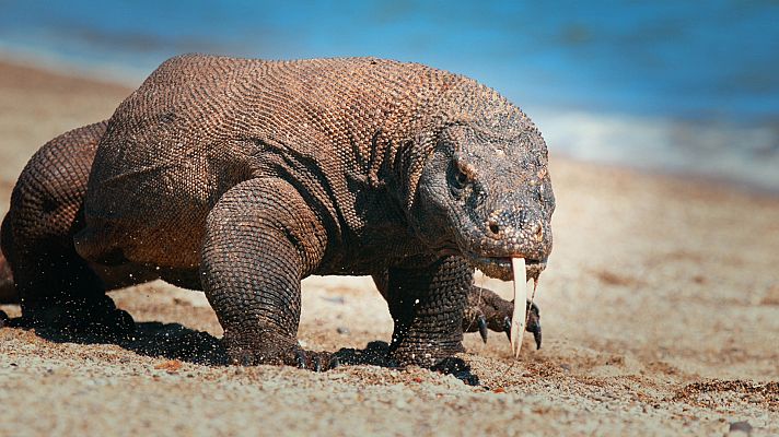 Animales imposibles - Las costas