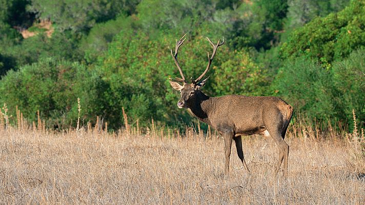 Somos Documentales - Mediterraneum, Terra