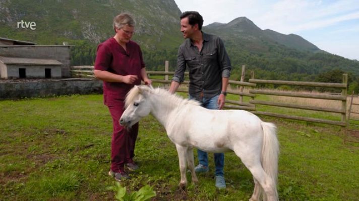 Aquí la Tierra - Los caballos miniatura