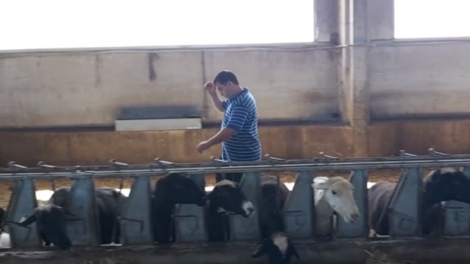 Equipo TVE graba a un ganadero junto a su rebaño de ovejas dentro de una nave