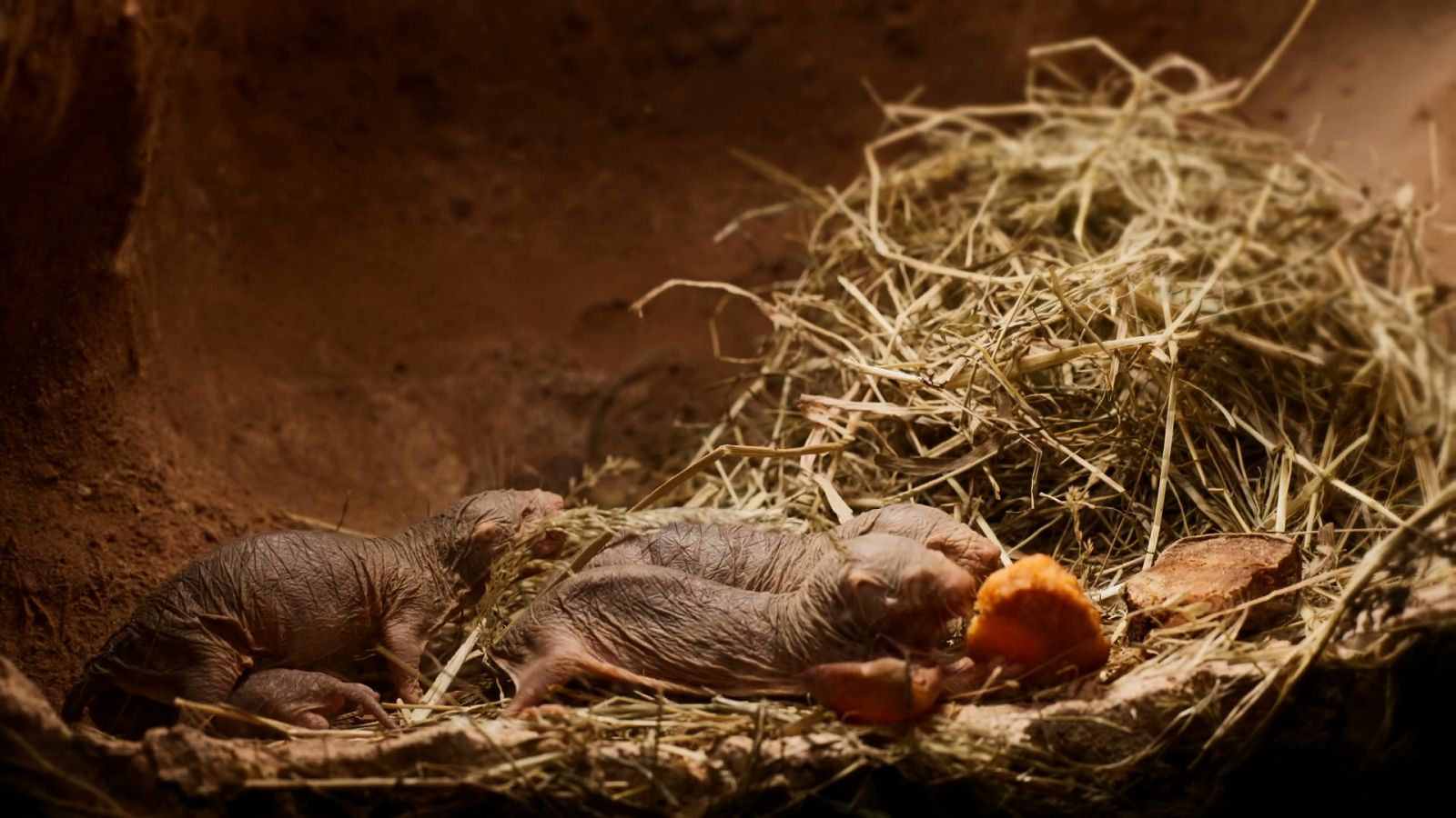 Estructuras animales - Episodio 2: Ciudades sostenibles - ver ahora