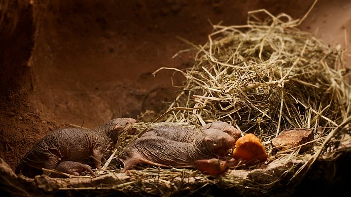 Estructuras animales - Ciudades sostenibles