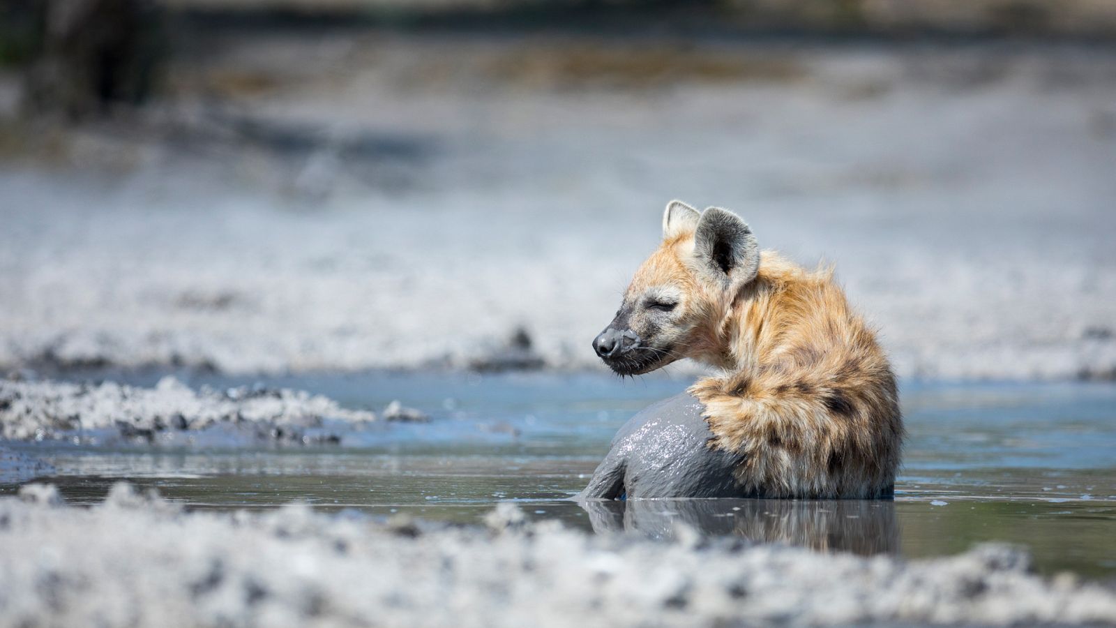 El reino salvaje - Episodio 4: La línea de fuego - ver ahora