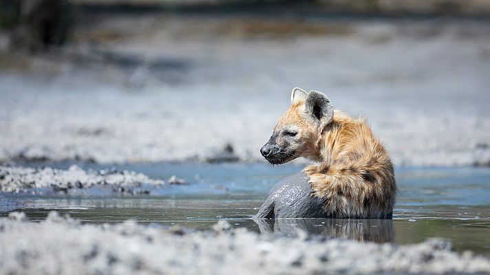 El reino salvaje - La línea de fuego