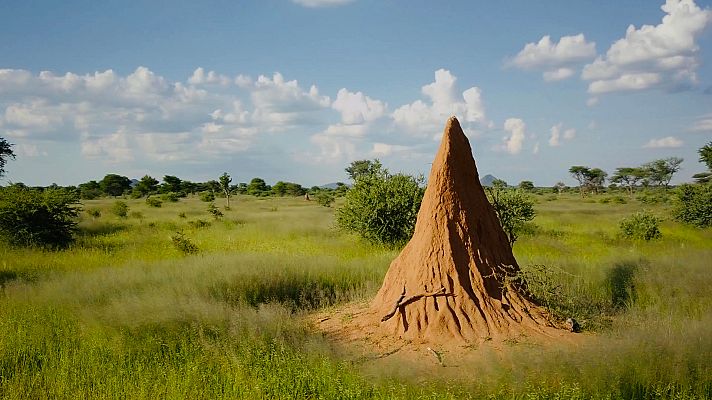 Estructuras animales - Animales paisajistas