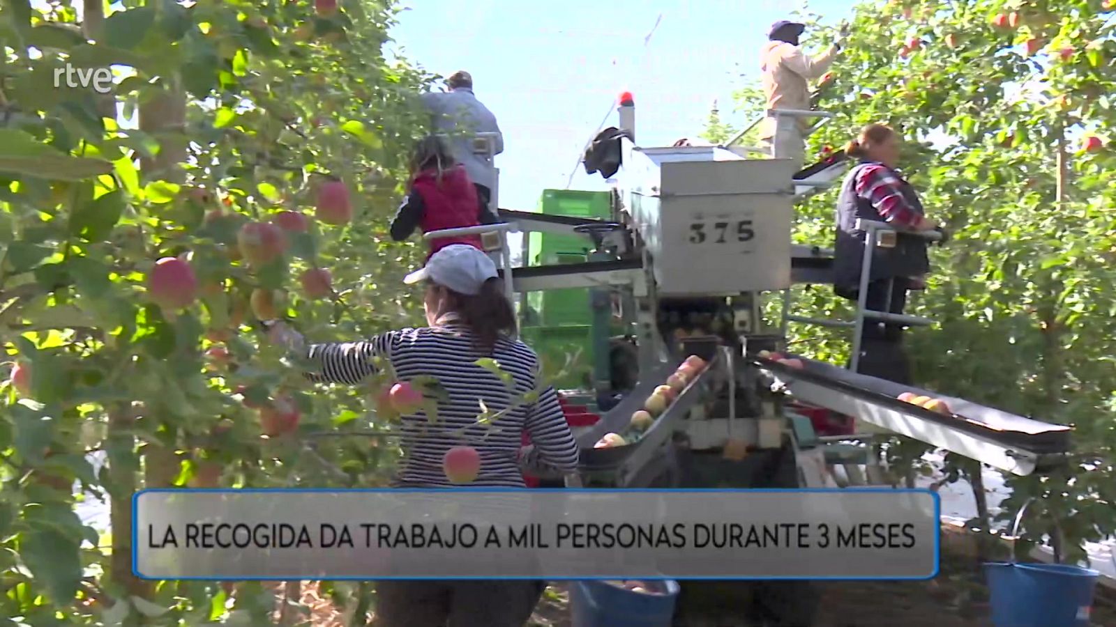 Aquí hay trabajo - Manzanas recolecto y traigo - ver ahora