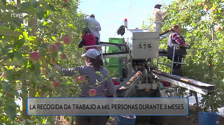 Aquí hay trabajo - Manzanas recolecto y traigo