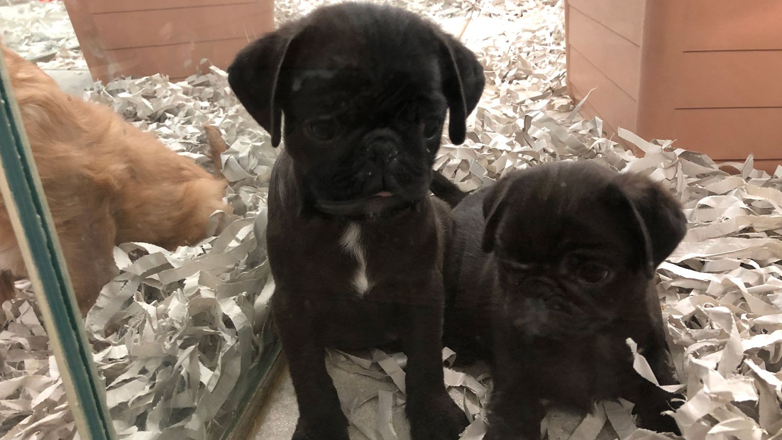 El escarabajo verde - Avance "Un espejo en qué mirarnos" | Ver