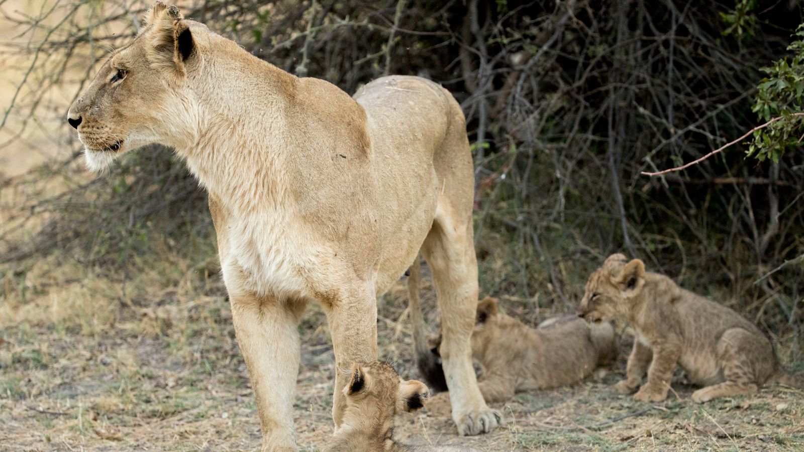 El reino salvaje - Episodio 1: El sacrificio de una madre - ver ahora