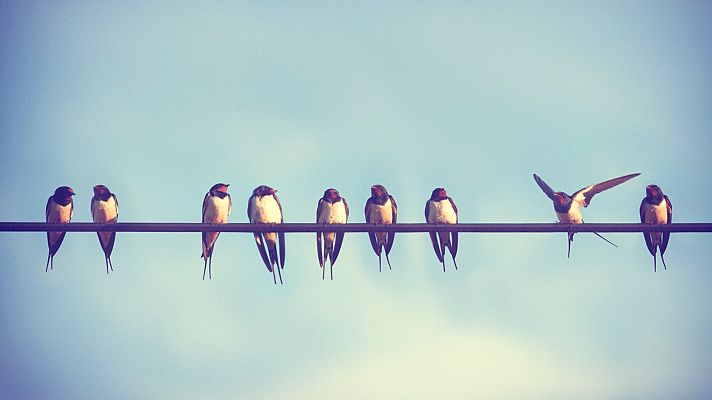 Mapi - ¿Por qué los pájaros no se electrocutan?