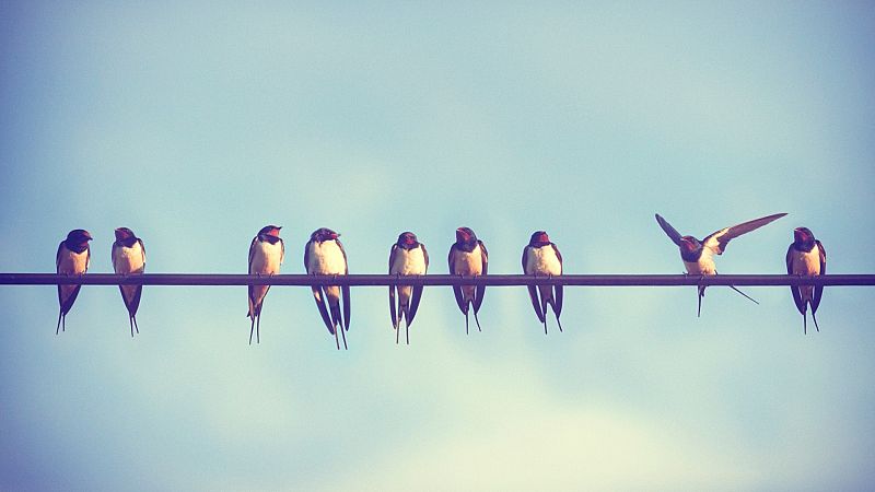 Mapi - ¿Por qué los pájaros no se electrocutan cuando se posan en un cable de alta tensión?