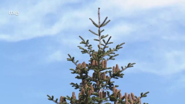 Aquí la Tierra - Abetos y cosecha de piñas