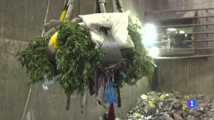 L'Informatiu - Les plantes de marihuana s'amunteguen a dependències policials