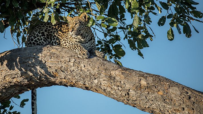El reino salvaje - La rebelión
