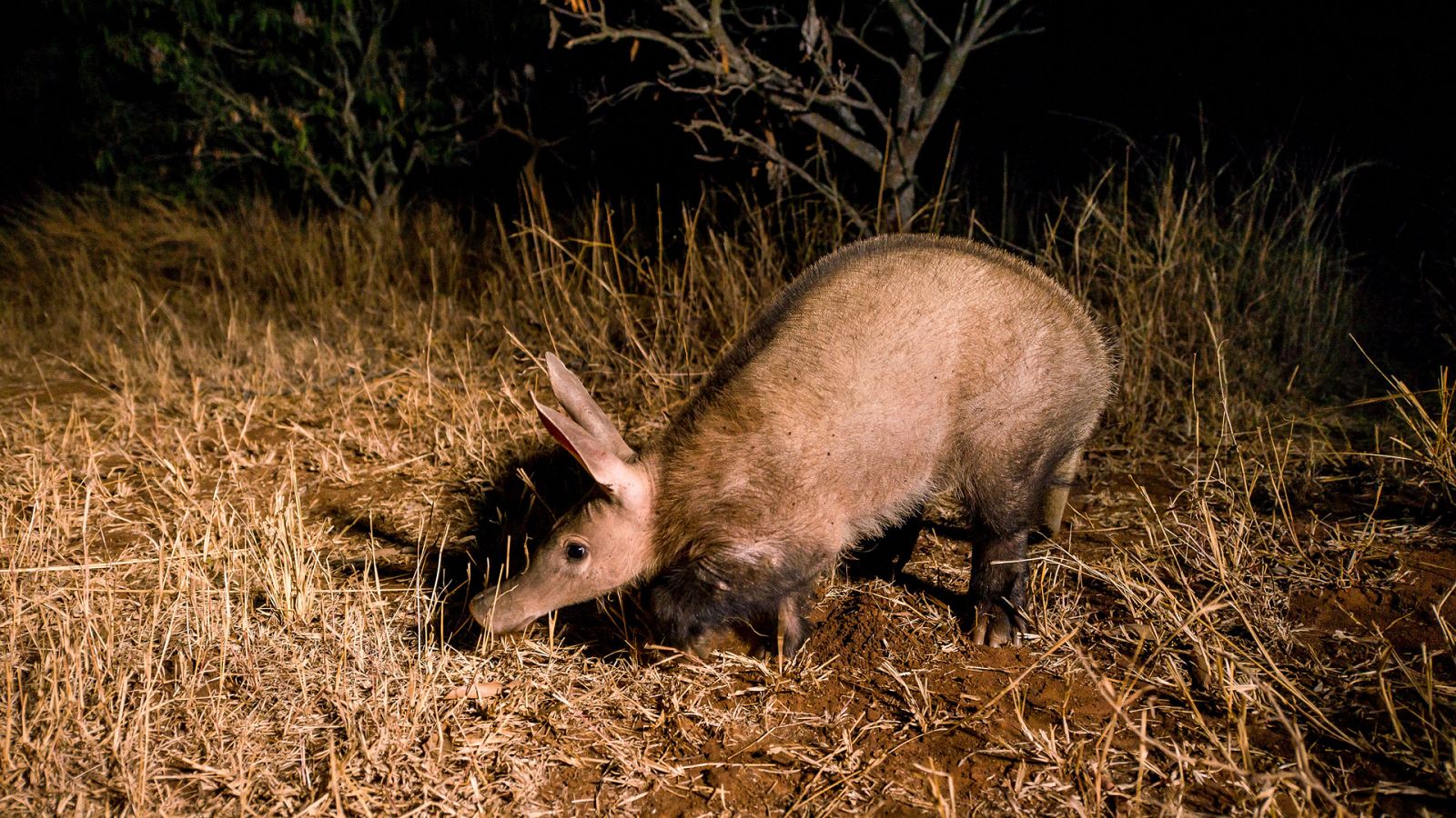 Somos documentales - Vecinos en la sabana africana - ver ahora